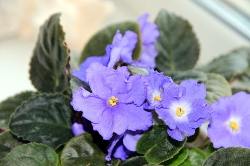 African violet in the sunlight