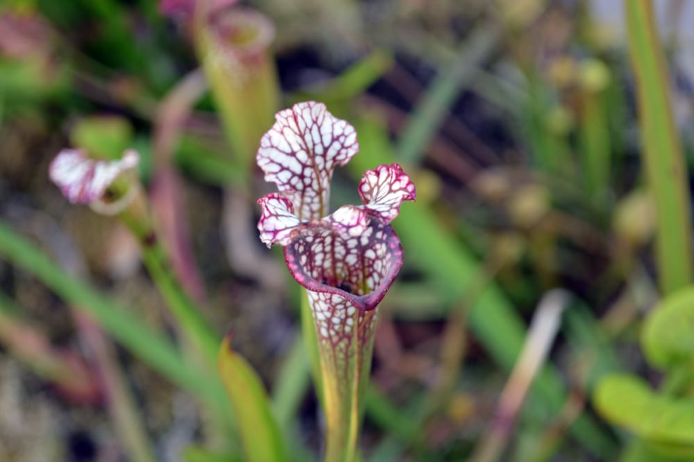 Alabama Canebrake Pitcher Plant