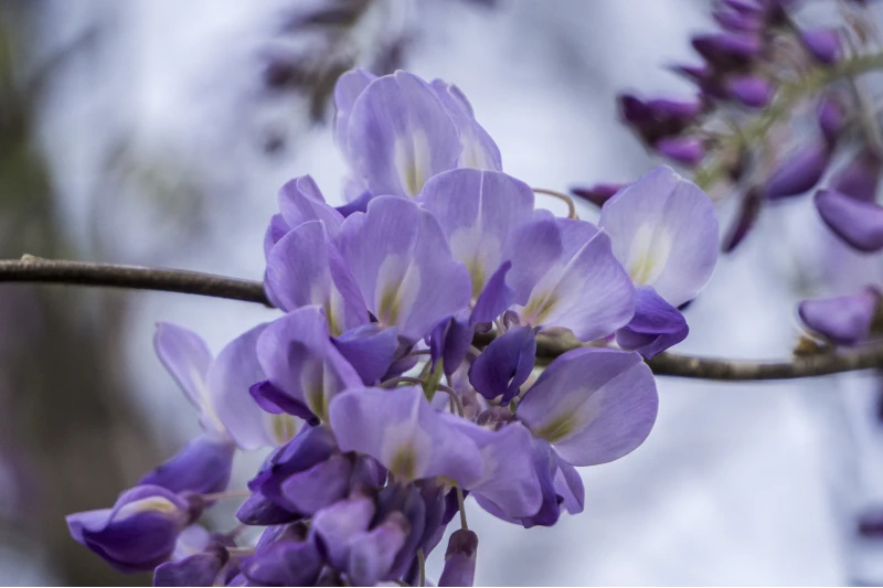 American Wisteria (Wisteria frutescens)