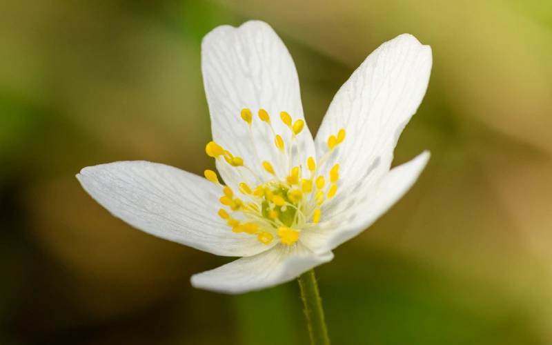 Anemonoides quinquefolia or nightcaps, windflower, or wood anemone