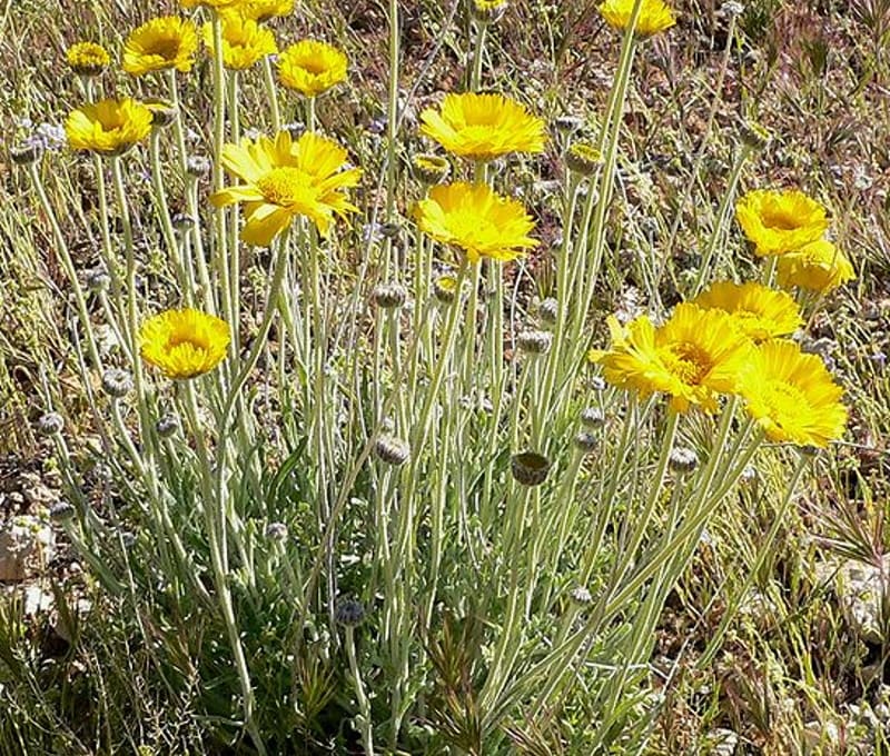 Baileya Multiradiata
