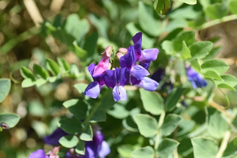 Beach pea ( Lathyrus japonicus ) flowers