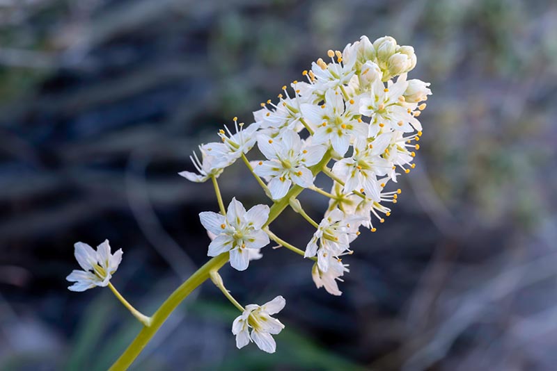 Beautiful white flowers of the highly poisonous meadow death camas