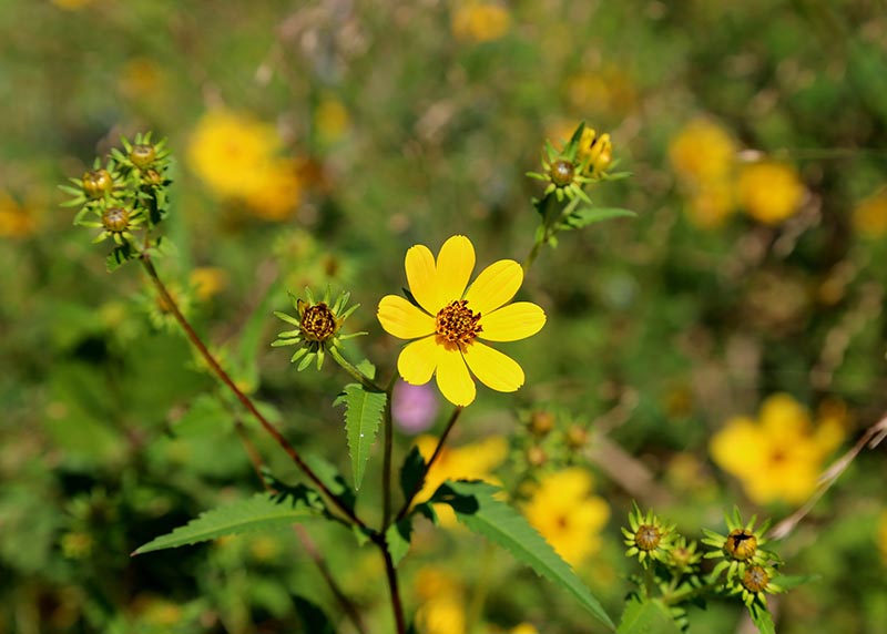 Bidens Aristosa Yellow Swamp Marigold, Bearded Beggarticks Flower in a Field