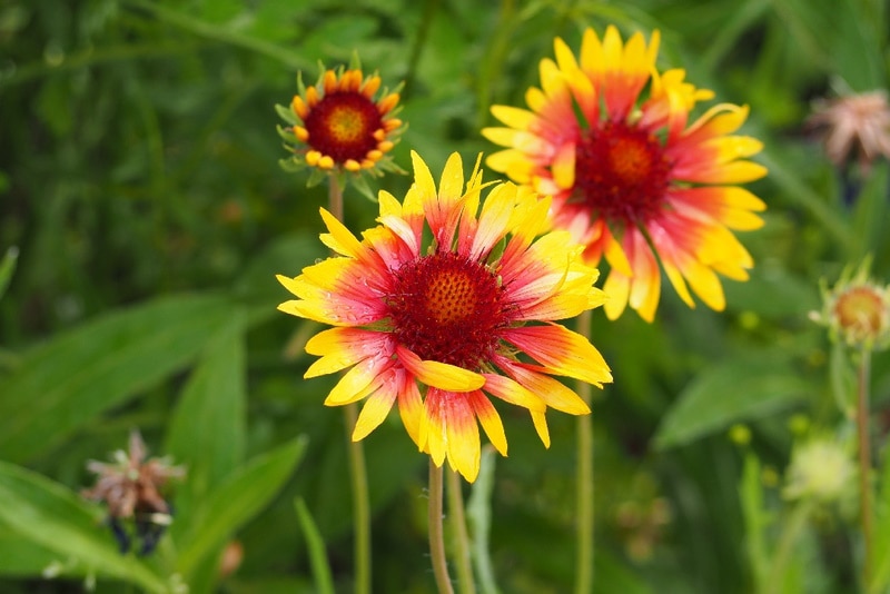 Blanketflower in the garden