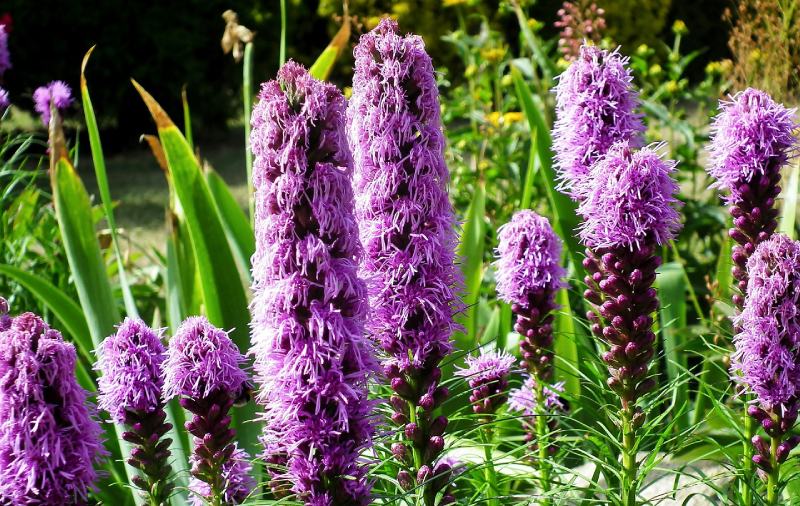 Blazing Star flower