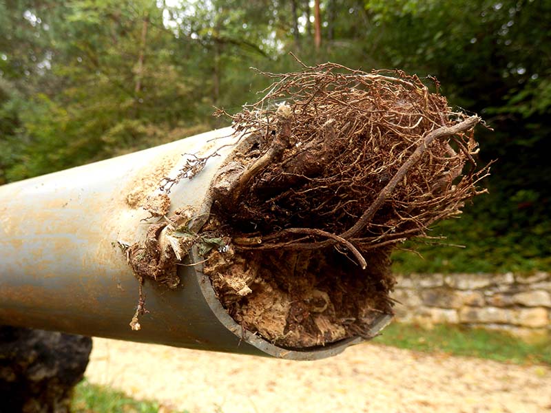Blocked drainage pipe caused by ingress of tree roots