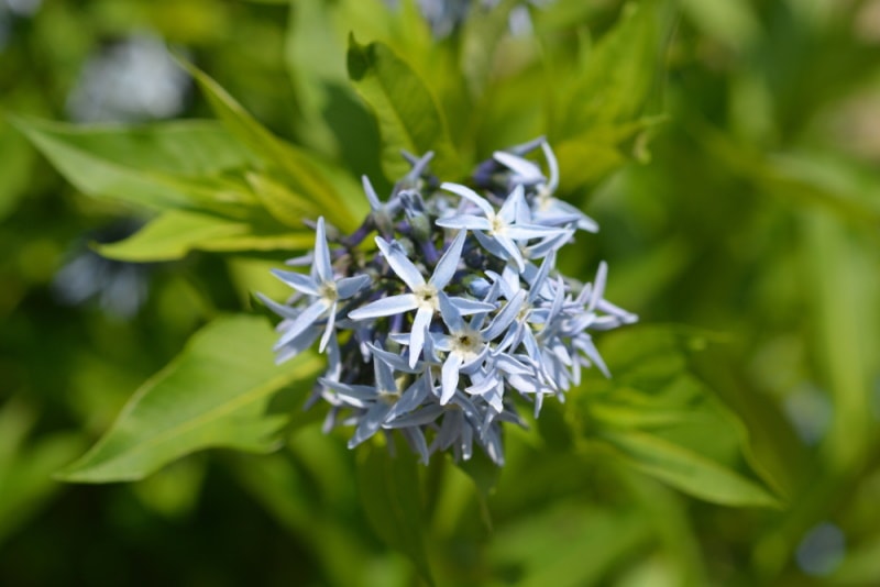 Blue Star plant