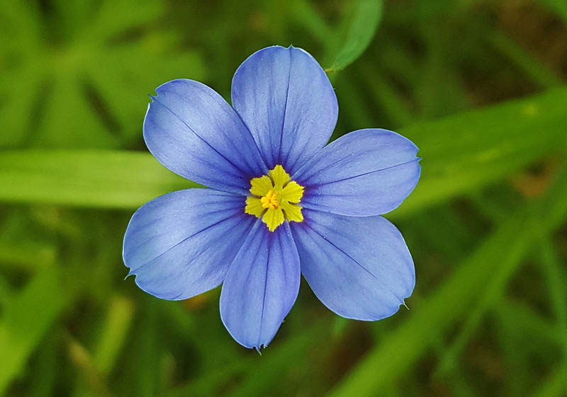 Blue-eyed Grass Sisyrinchium angustifolium