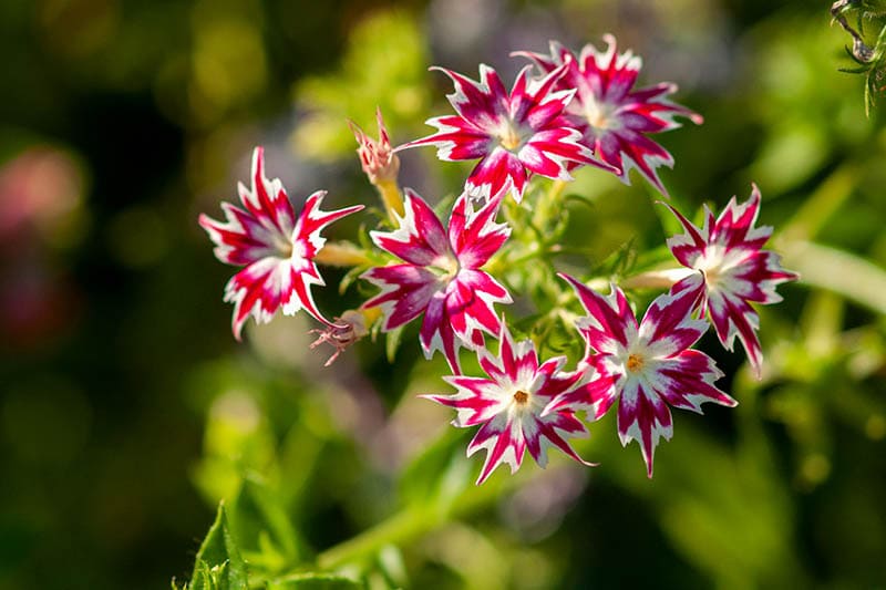 Bright white-red Phlox drummondii (Phlox drummondii)