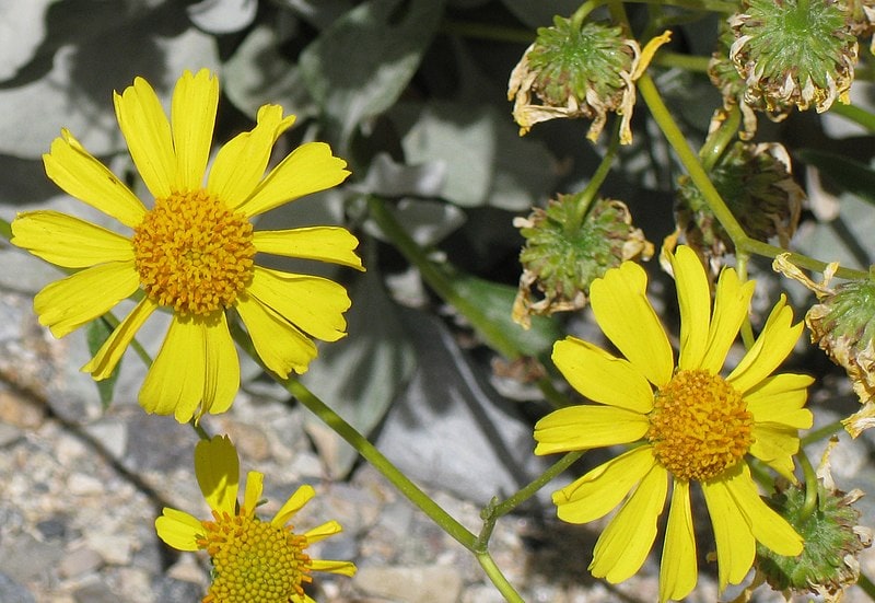 Brittlebush Flowers