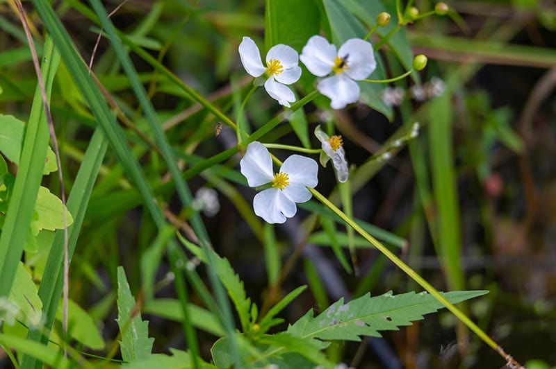 Broadleaf Arrowhead wildflowers bloom