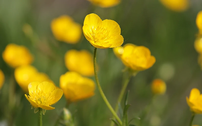 Buttercup (Ranunculus)