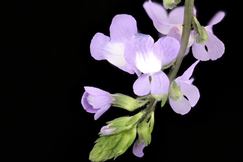 Canada Toadflax Wildflower (Nuttallanthus canadensis)