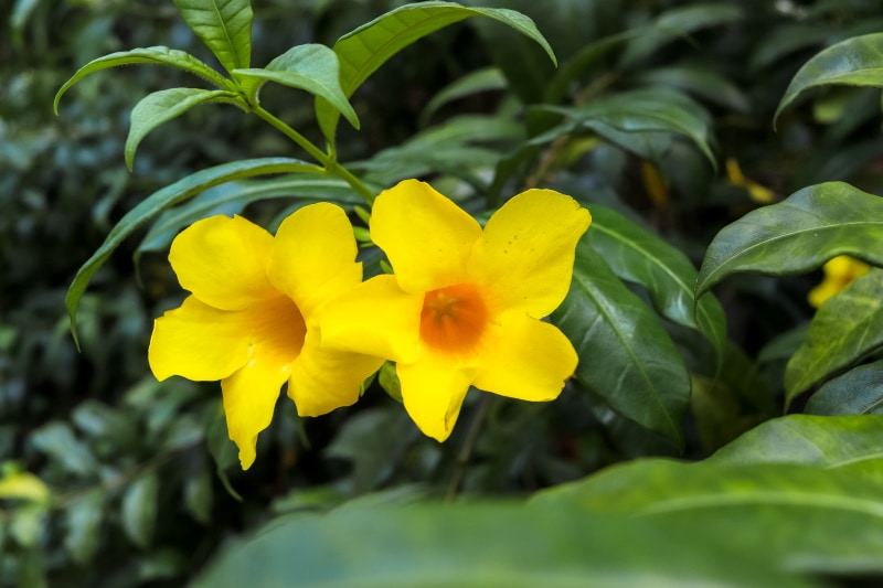 Carolina Jessamine plant with flowers