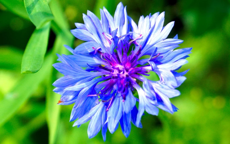 Centaurea cyanus or Bachelor’s Button or cornflower