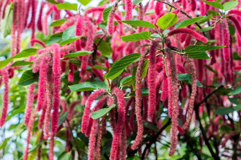 Chenille Plant