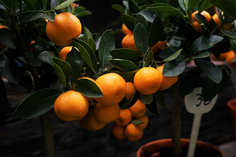 Citrus plants with fruit in pots