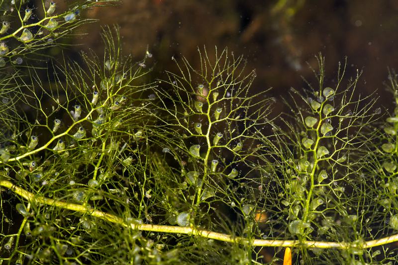 Closeup of a bladderwort leaf (Utricularia vulgaris)