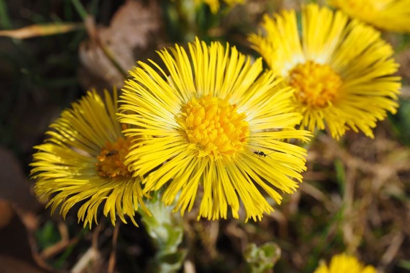 Yellow Coltsfoot flower