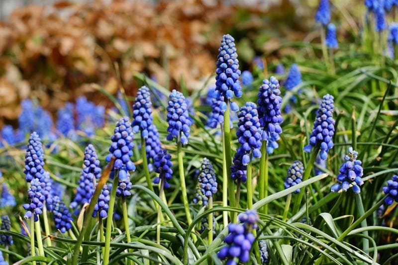 Common Grape Hyacinth Wildflower (Muscari botryoides)