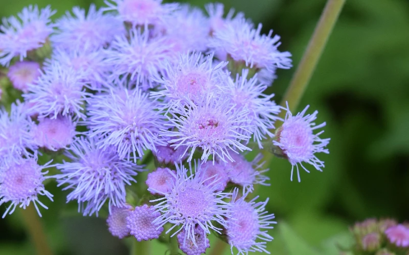 Conoclinium coelestinum or mistflower, wild ageratum, blue boneset