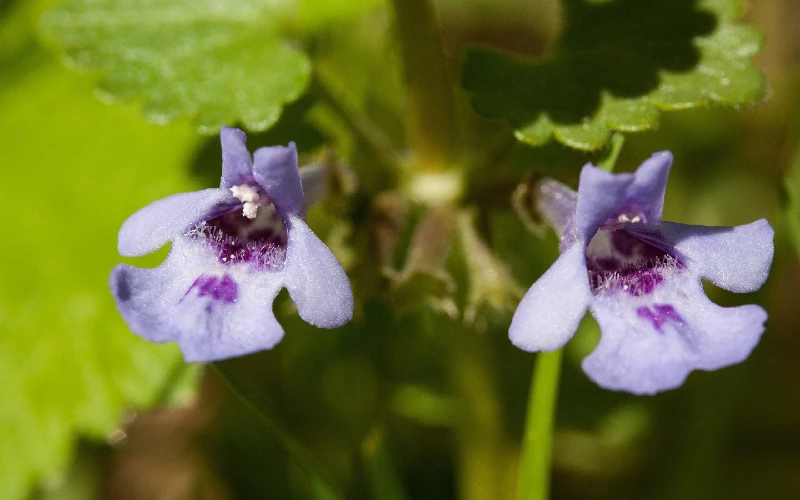 Creeping Charlie (Glechoma hederacea)