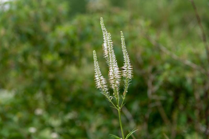 Culver's Root plants growing wild in the field