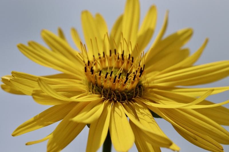 Cup Plant