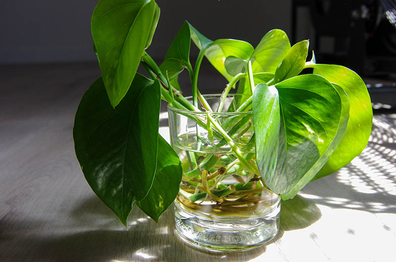 Cuttings of Pothos Leaves in Clear Glass of Water being Propagated