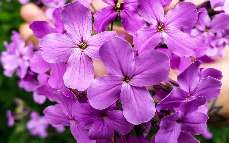 Dame’s Rocket (Hesperis matronalis)