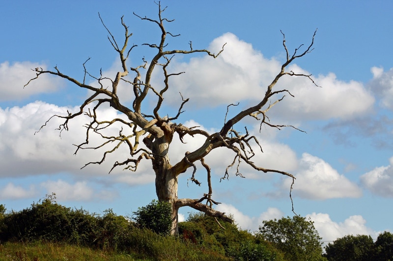 Dead tree in the yard