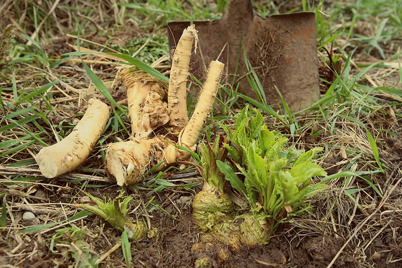 Digging out horseradish root in garden in spring