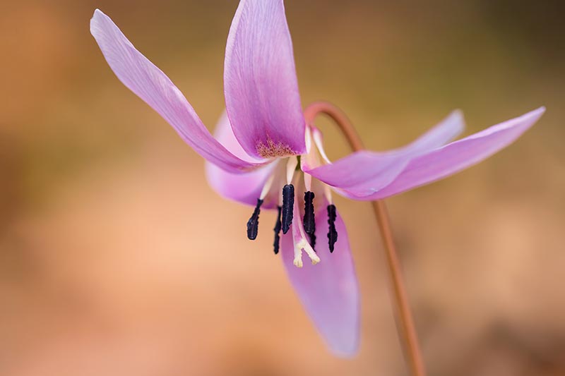 Dogtooth violet or the dogs tooth violet