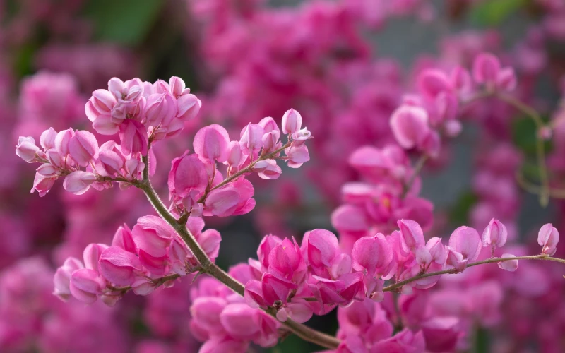 Eastern Redbud (Cercis canadensis)