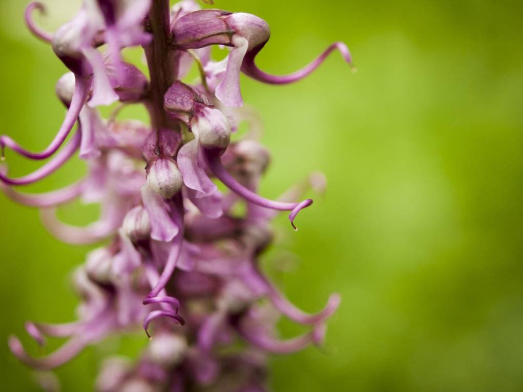 Elephant Head Flower