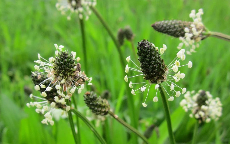 English Plantain (Plantago lanceolota)