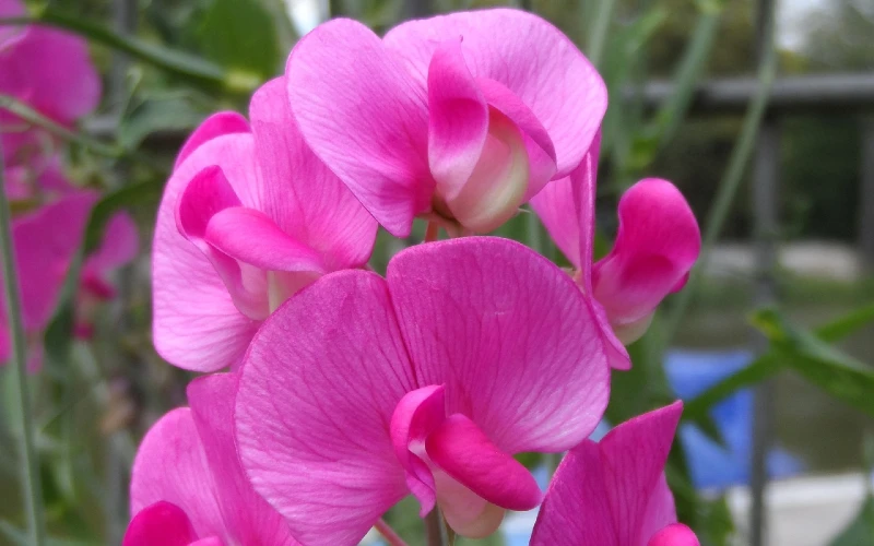 Everlasting Pea (Lathyrus latifolius)