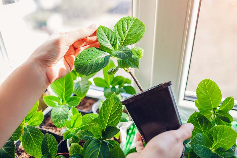 Examining new hydrangeas growing in pots