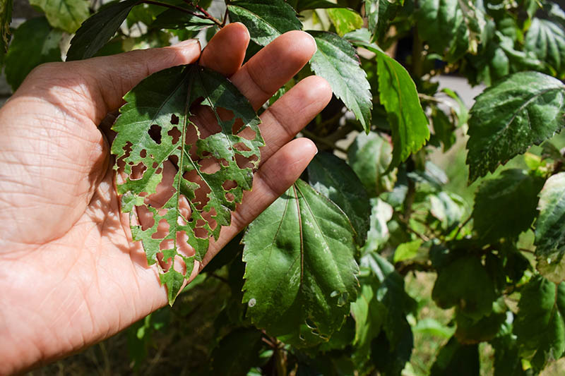 Female hand palm holding a big leaf of HIbiscus plant