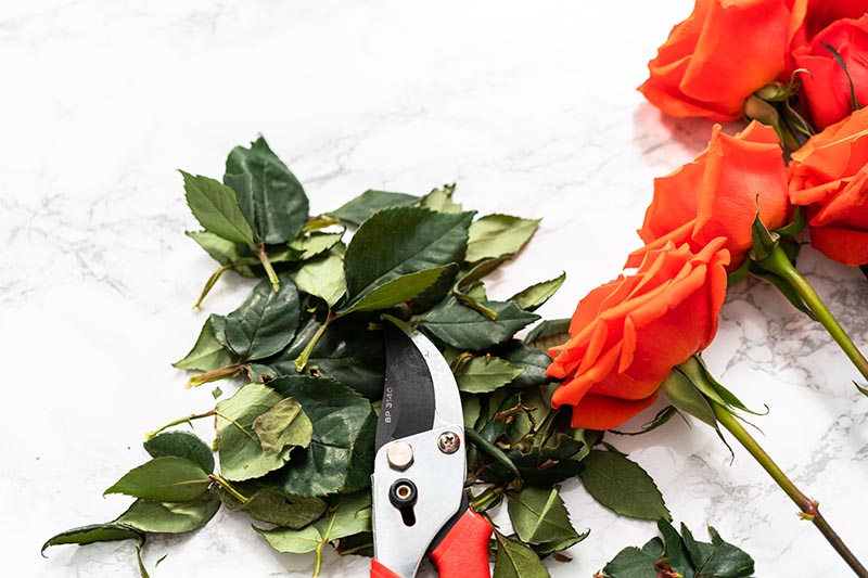 Florist pruning red roses with small shears for arranging bouquets