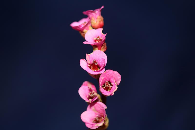 Flower close up background Pyrola asarifolia