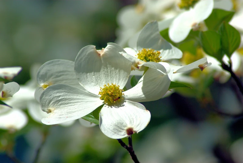 Flowering Dogwood (Cornus florida)