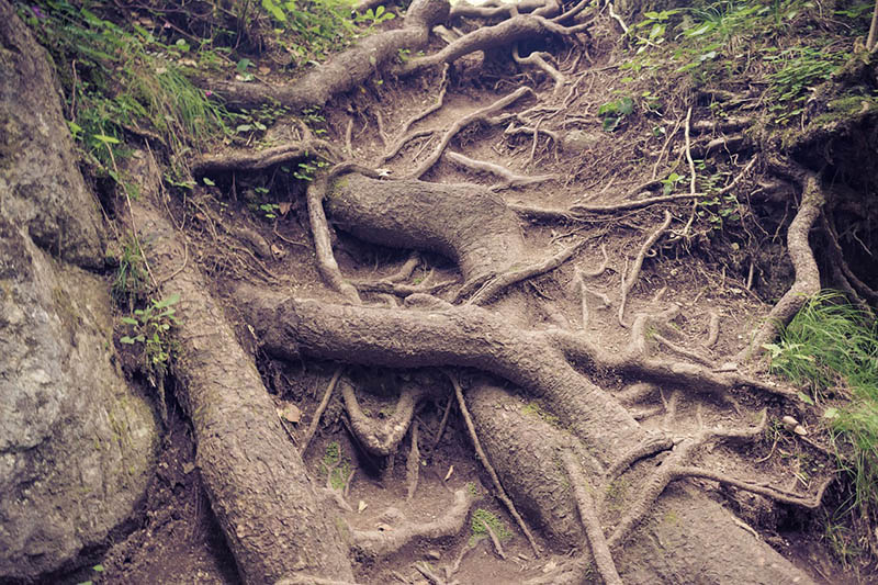 Forest tree roots