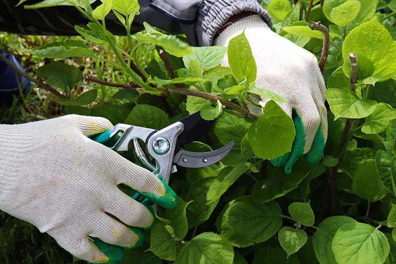 Gardener cutting a hedge hydrangea