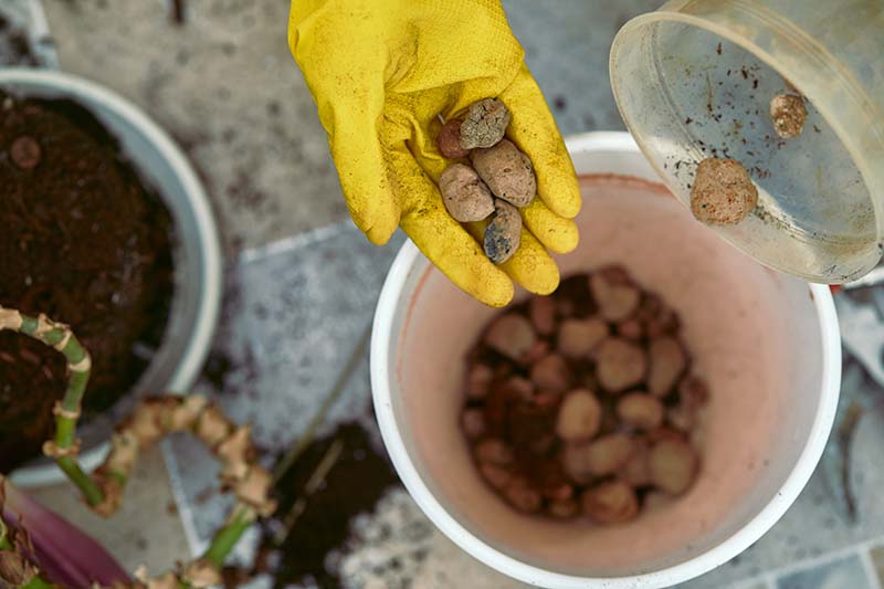 Gardeners hand in gloves pour drainage pebbles to the bottom of the pot