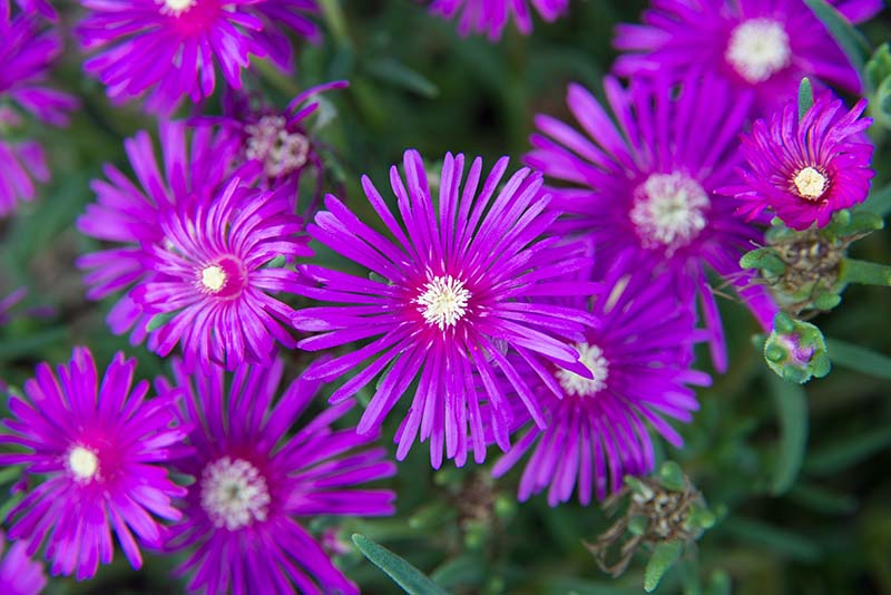 georgia aster