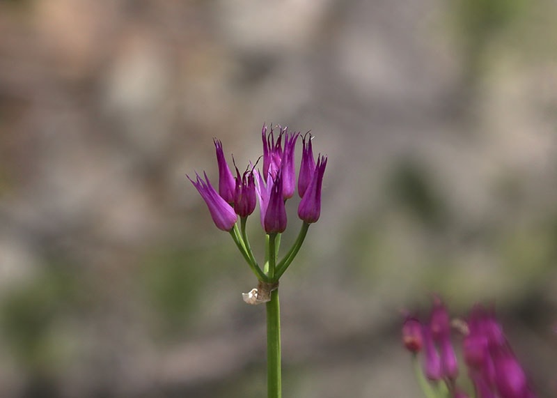 Geyer's Onion wildflower
