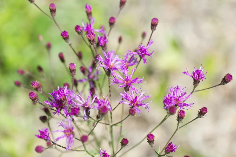Giant Ironweed (Vernonia gigantea)