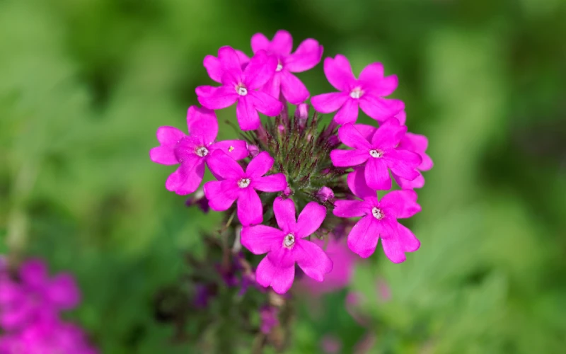 Glandularia canadensis or Rose Vervain, Sweet William, Rose Mock Vervain